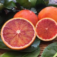 大量塔罗科血橙（玫瑰香橙）供应，自家果园